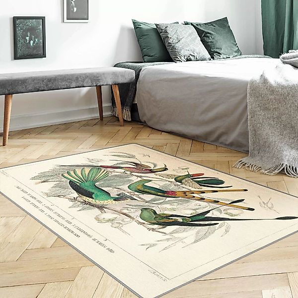 Teppich Kolibri-Diagramm günstig online kaufen
