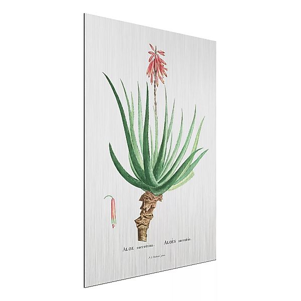 Alu-Dibond Bild Blumen - Hochformat 3:4 Botanik Vintage Illustration Aloe R günstig online kaufen