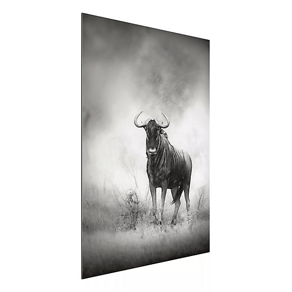 Alu-Dibond Bild Schwarz-Weiß - Hochformat 3:4 Staring Wildebeest günstig online kaufen