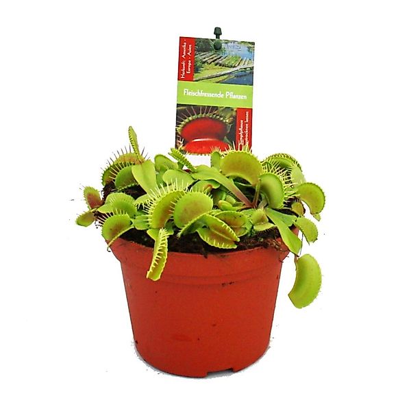 Exotenherz Zimmerpflanze Venusfliegenfalle - Dionaea muscipula -12cm Topf günstig online kaufen