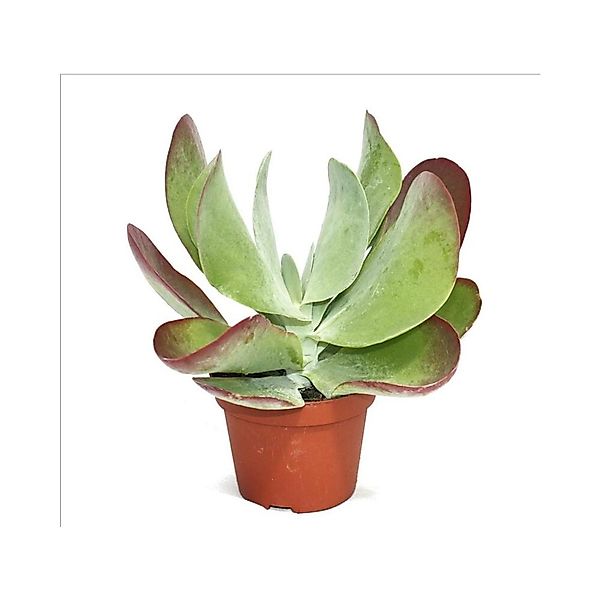 Exotenherz Kaktus Kalanchoe thyrsiflora "Red Lips" - im 10,5cm Topf günstig online kaufen