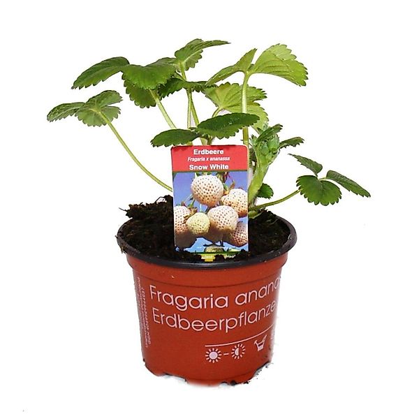 Exotenherz Weiße Erdbeere Snow WhiteSet mit 3 Pflanzen Fragaria Ausgefallen günstig online kaufen