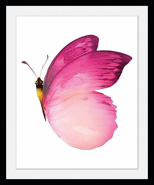queence Bild "Judy", Schmetterlinge-Kunst-Insekten, (1 St.), HD Premium Pos günstig online kaufen