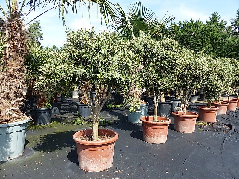 gruenwaren jakubik Zierstrauch Olivenbaum mit sehr vielen jungen Oliven günstig online kaufen