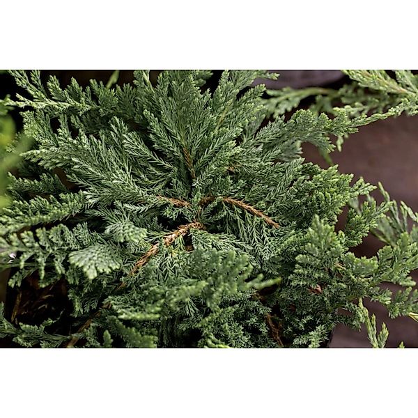 Juniperus Horizontalis Blue Chip Kriech-Wacholder Blaugrün 30–40 cm günstig online kaufen