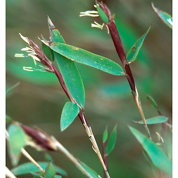 Schirmbambus Ruby Black Badger 80-100cm - Fargesia günstig online kaufen