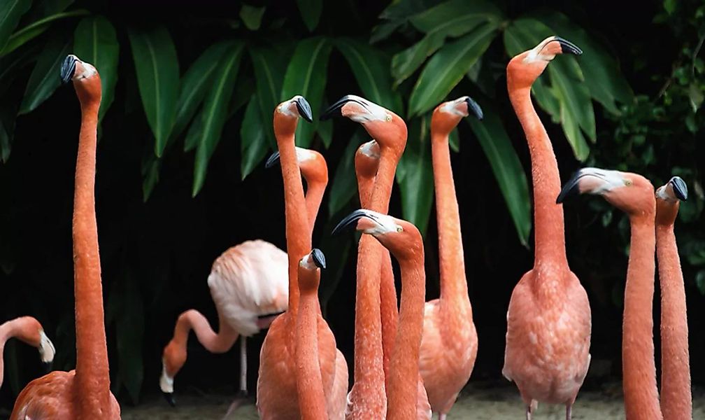 Wandkraft | Wanddekoration Flamingo günstig online kaufen
