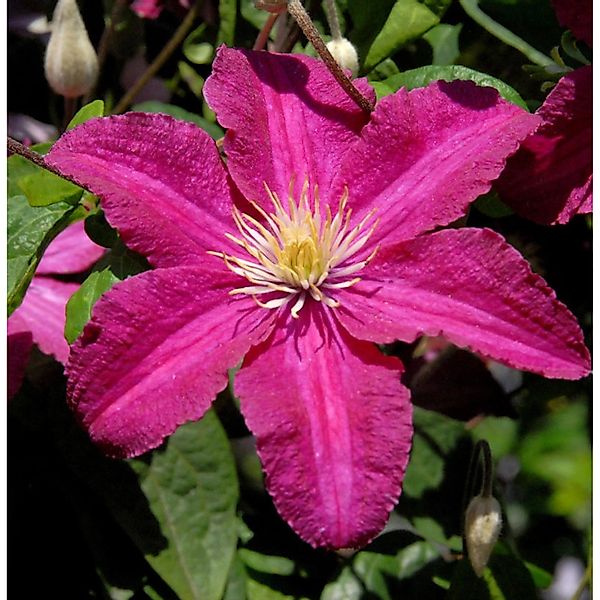 Waldrebe Cardinal Wyszynski 60-80cm - Clematis günstig online kaufen