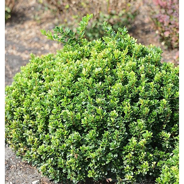 Berberitze Green Sapphire 25-30cm - Berberis thunbergii günstig online kaufen