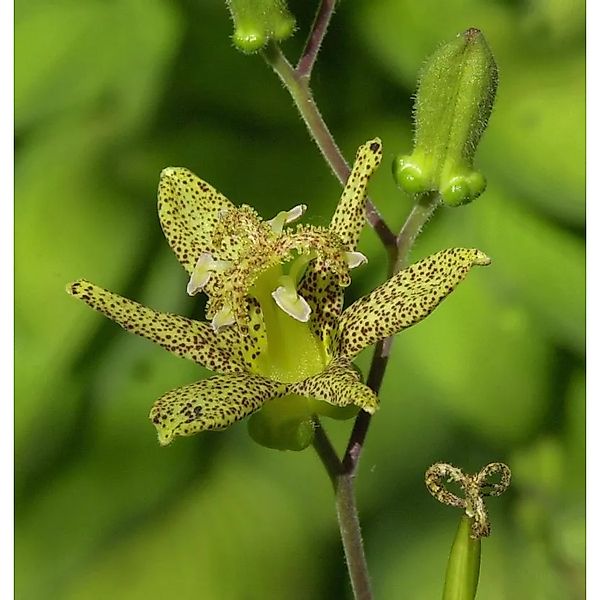 Krötenlilie - Tricyrtis,atifolia günstig online kaufen