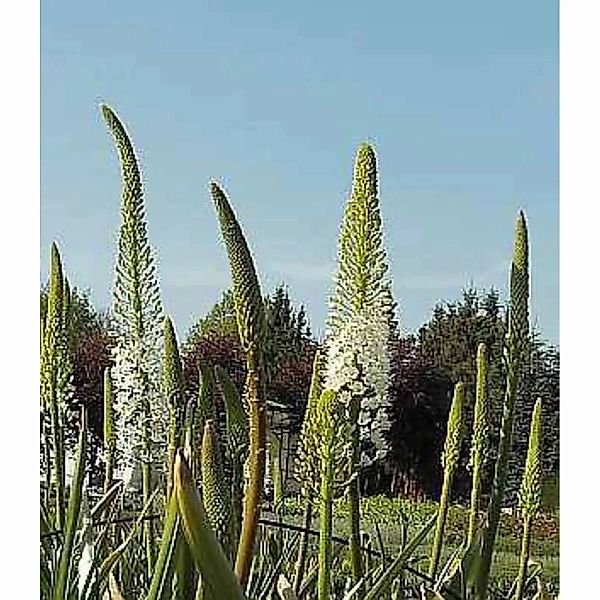 Weiße Steppenlilie - Eremurus himalaicus günstig online kaufen