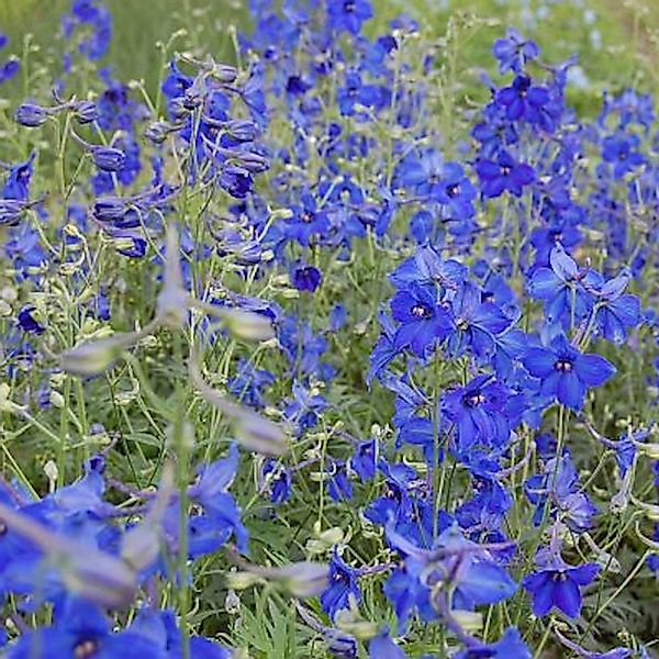 Rittersporn Völkerfrieden - Delphinium belladonna günstig online kaufen