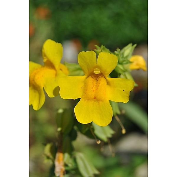 Mimulus Luteus Gelbes Gauklerblümchen Ca 9x9 cm Topf günstig online kaufen
