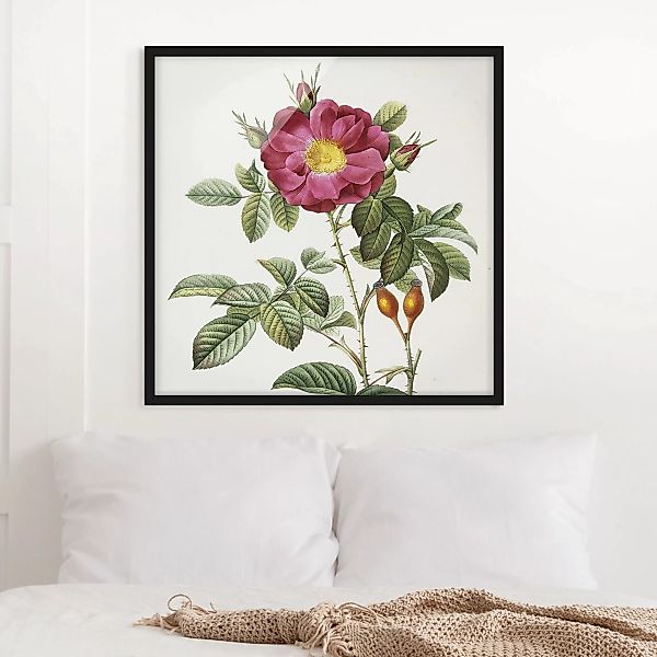 Bild mit Rahmen Blumen - Quadrat Pierre Joseph Redouté - Portland-Rose günstig online kaufen