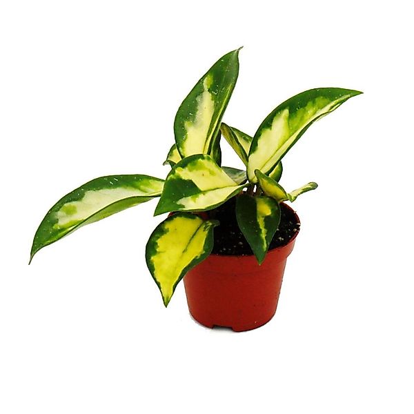 Exotenherz Mini Pflanze Hoya Carnosa Tricolor Porzellanblume Ideal für Klei günstig online kaufen