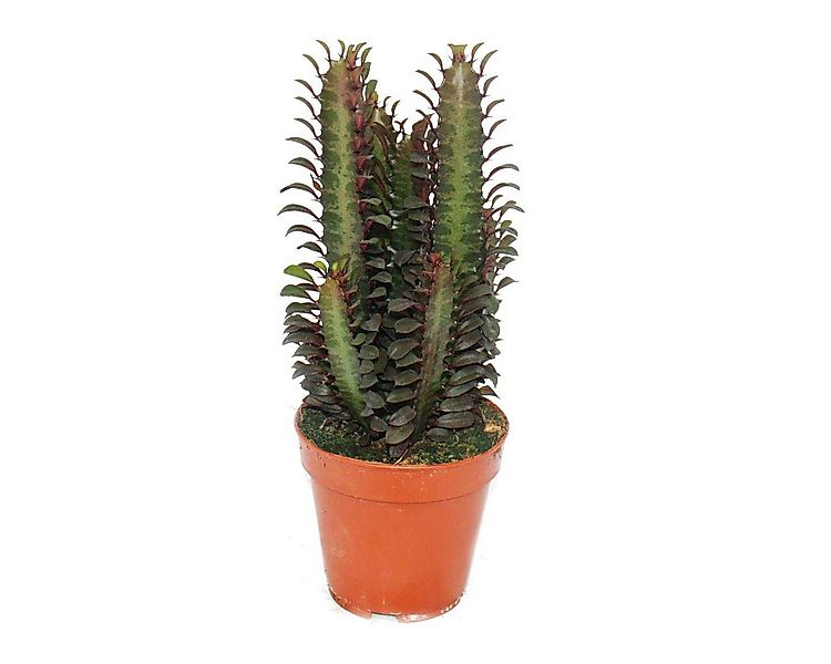 Exotenherz Kaktus Euphorbia trigona rubra - mittelgrosse Pflanze im 12cm To günstig online kaufen