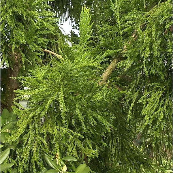 Hahnenkamm Sicheltanne Cristata 25-30cm - Cryptomeria japonica günstig online kaufen