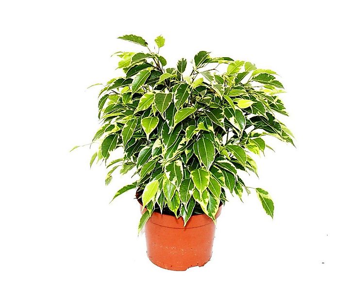 Exotenherz Zimmerpflanze Zimmerpflanzen und Grünpflanzen luftreinigend im 1 günstig online kaufen