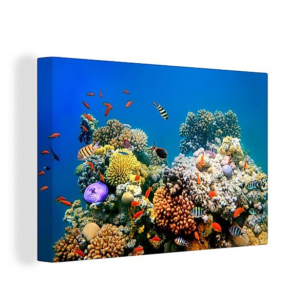 OneMillionCanvasses® Leinwandbild Tropisch - Fische - günstig online kaufen