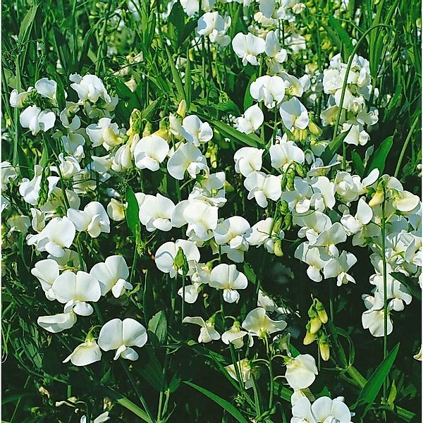 Lathyrus Latifolius Weiße Perle Staudenwicke Weiß Ca. 9x9 cm Topf günstig online kaufen
