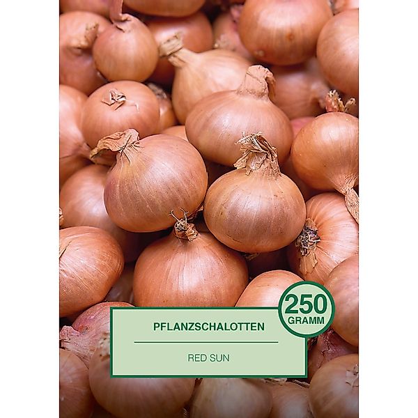 Pflanzschalotte Red Sun 250 g Solanum tuberosum günstig online kaufen