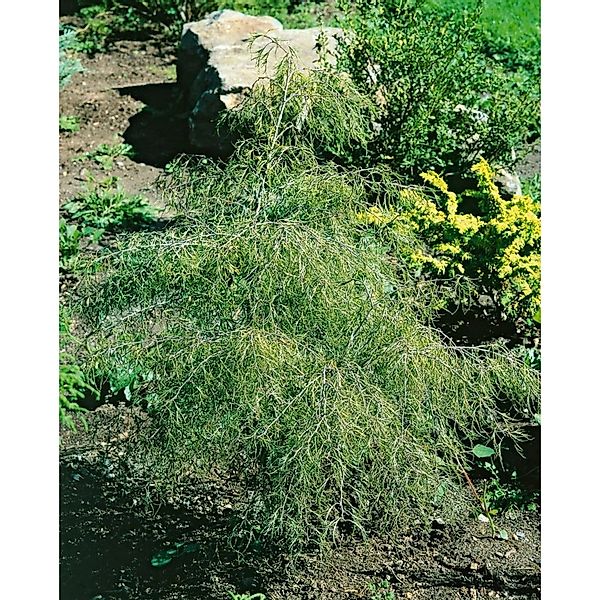 Betula Pendula Karaca Hängebirke 40–60 cm günstig online kaufen