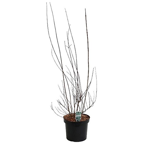 GROW by OBI Gartenjasmin Schneesturm Weiß Höhe ca. 80 - 100 cm Topf ca. 7 l günstig online kaufen