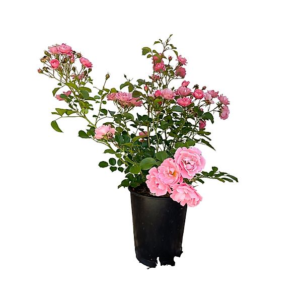 Baumfink Bodendeckerrose Sommerwind im Topf günstig online kaufen