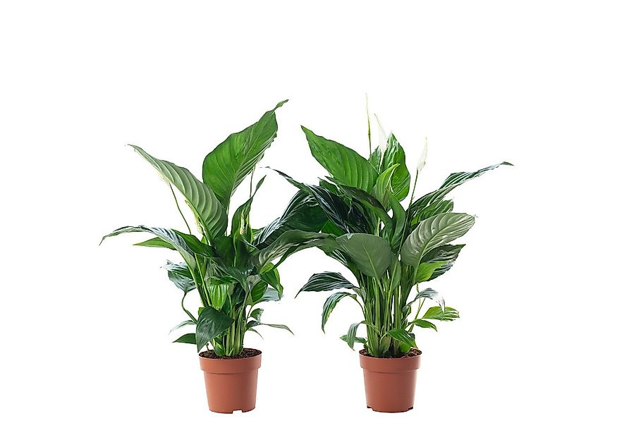 Flowerbox Zimmerpflanze Einblatt 3-5 Blüten/Knospen - Spathiphyllum, 2er-Se günstig online kaufen