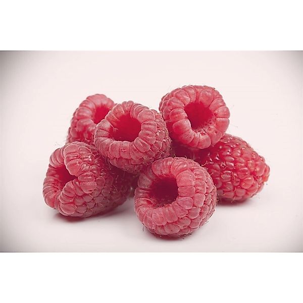 Rubus Idaeus Boheme Himbeere 30–40 Cm günstig online kaufen