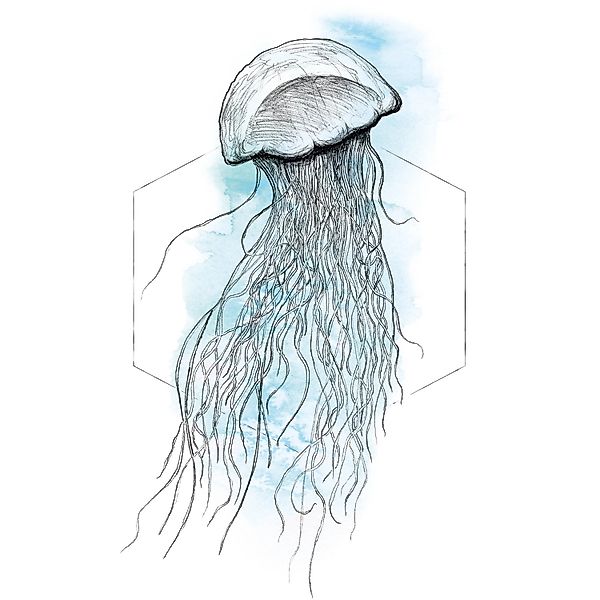 Komar Wandbild Jellyfish Watercolor 50 x 70 cm günstig online kaufen