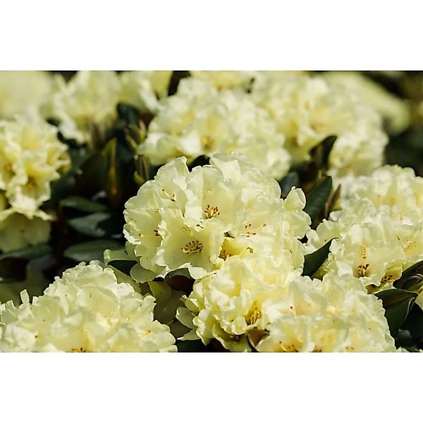 Rhododendron Hybr. Stadt Westerstede Gelb 60–70 cm günstig online kaufen