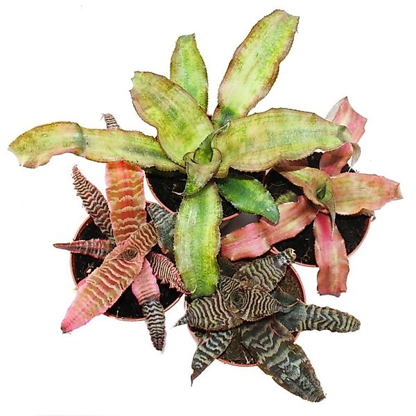 Exotenherz 4er Set Erdbromelie Cryptanthus Buntlaubige Pflanze Ideal für Te günstig online kaufen