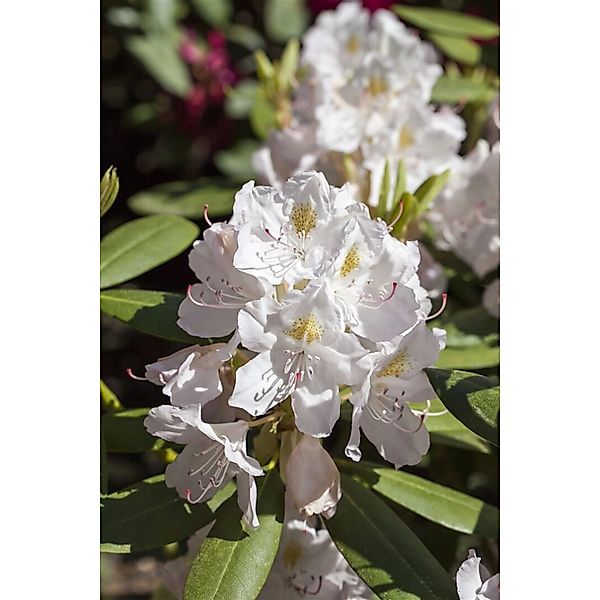 Rhododendron Hybr. Catawbiense Album Weiß 40–50 cm günstig online kaufen