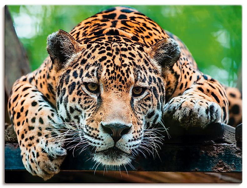 Artland Wandbild "Südamerikanischer Jaguar" Wildtiere 1 Stk. tlg. auf Holzr günstig online kaufen