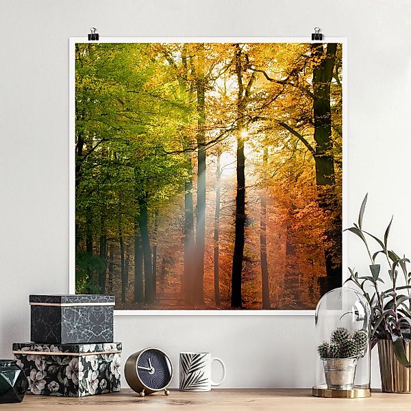 Poster - Quadrat Morning Light günstig online kaufen