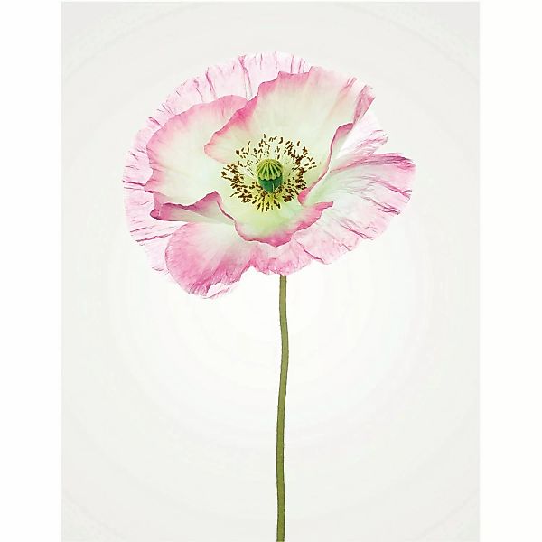 Komar Wandbild Poppy 40 x 50 cm günstig online kaufen