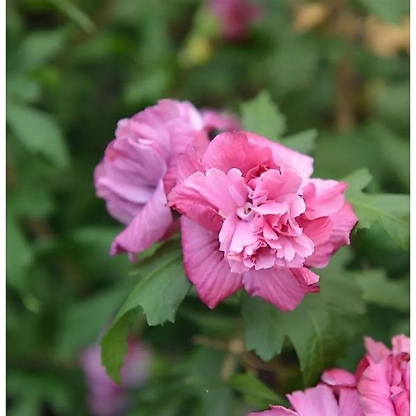 Garteneibisch French Cabaret Red 60-80cm - Hibiscus syriacus günstig online kaufen