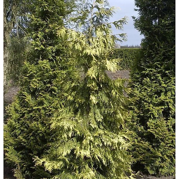 Lebensbaum Zebrina Extra Gold 40-60cm - Thuja plicata günstig online kaufen