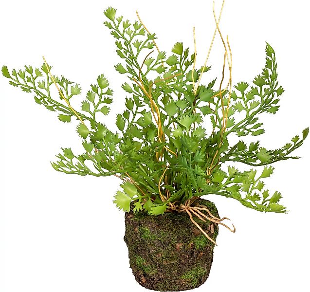 Creativ green Künstliche Zimmerpflanze »Set aus Farnpflanzen auf Wurzelball günstig online kaufen