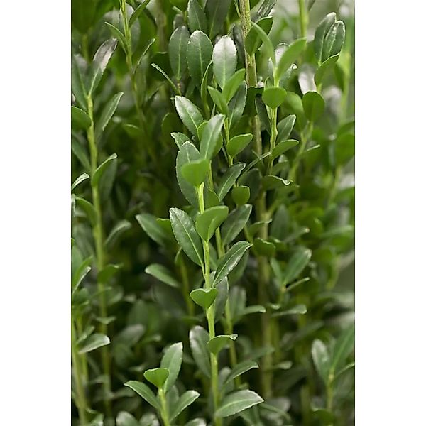 Ilex crenata 'Fastigiata' 100-125 cm günstig online kaufen