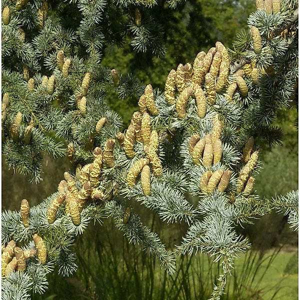 Blaue Atlas Zeder 100-125cm - Cedrus libani günstig online kaufen