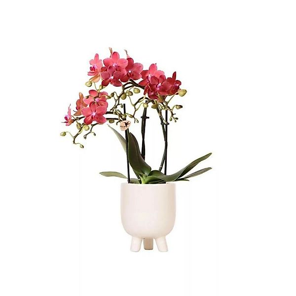 Kolibri Orchids Rote Phalaenopsis Orchidee Congo & Gummitopf Travertin Topf günstig online kaufen