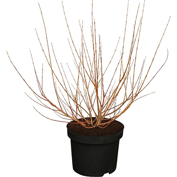 OBI Harlekinweide Hakuro Nishiki Höhe ca. 30 - 40 cm Topf ca. 3,5 l Salix günstig online kaufen