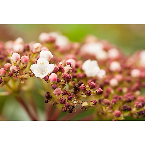 Viburnum Tinus Purpurea Lorbeer-Schneeball Immergrün 80 cm Stammhöhe günstig online kaufen