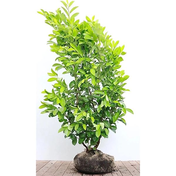 Prunus,aurocerasus 'Rotundifolia' 150-175 cm günstig online kaufen