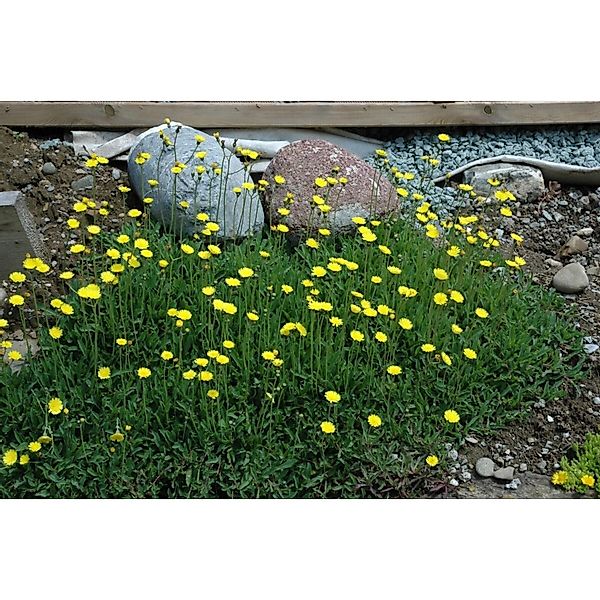 Hieracium Pilosella Habichtskraut Ca. 9x9 cm Topf Bodendeckend günstig online kaufen