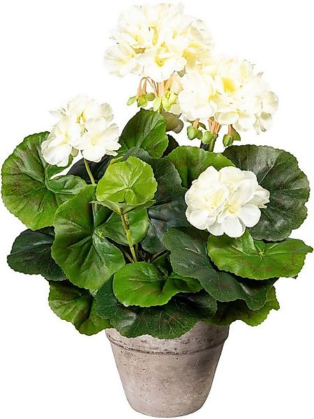 Kunstpflanze Geranienbusch, Creativ green, Höhe 34 cm, im Zementtopf günstig online kaufen