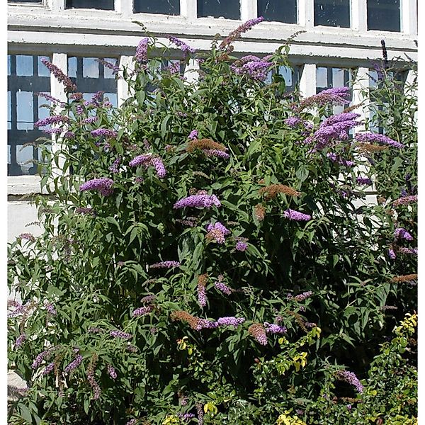 Sommerflieder Berries and Cream 60-80cm - Buddleja günstig online kaufen