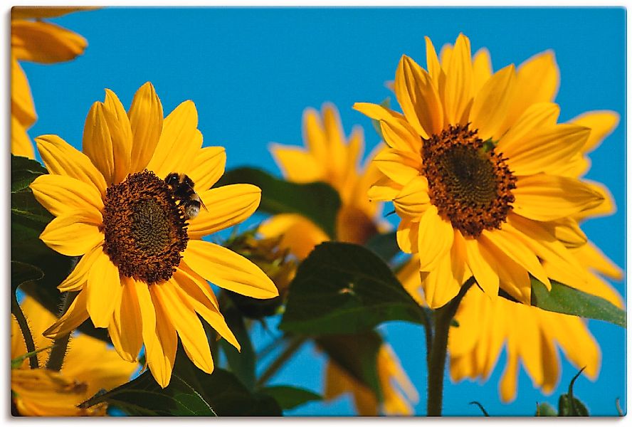 Artland Leinwandbild "Sonnenblumen", Blumen, (1 St.), auf Keilrahmen gespan günstig online kaufen